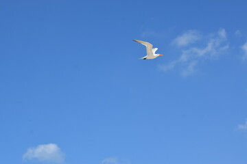 Fototapeta na wymiar Gaviota volando en el cielo azul y el mar