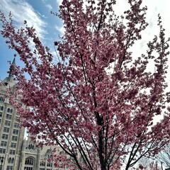 blossom