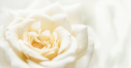 natural floral background yellow rose closeup macro