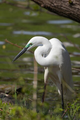 嘴の根元が青い婚姻色になっているダイサギ
