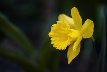 one daffodil on a dark background with leaves close up