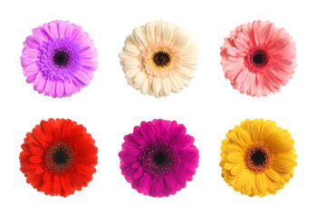 Set with different beautiful gerbera flowers on white background