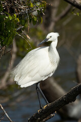 後ろを見つめるコサギ