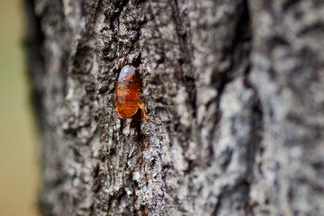 drop of wood resin