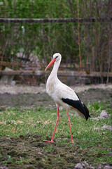 white stork walks in the garden in Ukraine