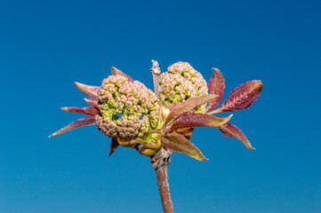 Flower buds of sambucus racemosa in early spring time.