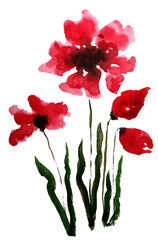 Banner fiori rossi di campo isolati su sfondo bianco, illustrazione ad acquerello © sommaria