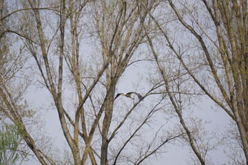 Storch im Flug versteckt vor Bäumen