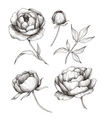Peony flowers, leaves and buds on a white background. A set of hand-drawn graphic illustrations. Tattoo sketches, botanical illustration.