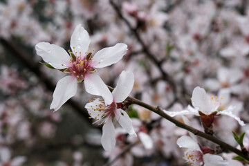Obraz premium Closeup view of blooming apricot with rain dpops.