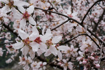 Obraz premium Blooming apricot with rain drops on it.