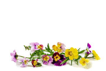 Multicolored wild pansy: medicinal flower isolated on sidewall.