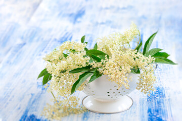 Close-up of elderberry flowers (medicinal plant) in a container.