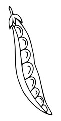 Peas, black and white image by a line. Peas in a row. Vegan and vegetarian food. Vegetable. Adult and children coloring book. Stock vector image.