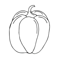 Vector hand drawn illustration of a peper or pumpkin. Outline doodle icon. Food sketch for print, web, mobile and infographics. Isolated on white background element.