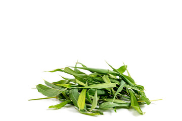 Bamboo. Medicine alternative medicine herbal medicine aromatherapy