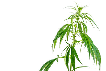 Image of a large green twig of cannabis isolated on a white background.