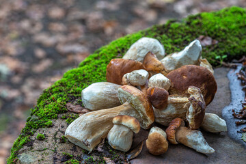 Close-up of a harvest of porcini mushrooms spread out on a stone wall.