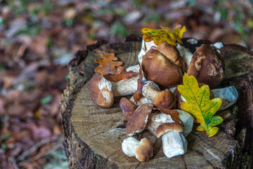 Close-up of a harvest of porcini mushrooms spread out on a cut-off.