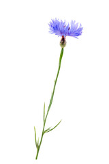 Close up of a Cornflower (Centaurea cyanus) flower stem isolated.