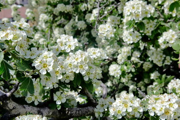 Hawthorn flowers in the park