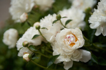 Close-up of a bush with white peonies on a background of green leaves blooming in the garden. Perennial flowers are white. High quality photo