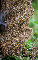 The bees are driven from their hives while their honey is harvested.