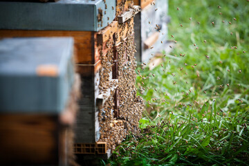 The bees are driven from their hives while their honey is harvested.