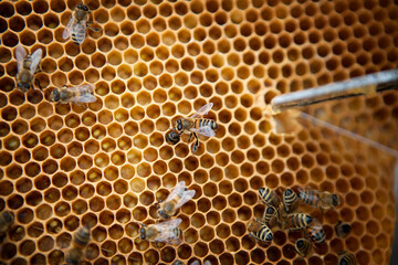 The beekeeper collects the honey by collecting the upper trays.