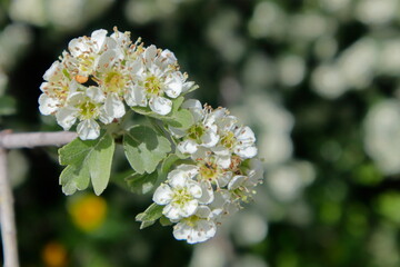 Hawthorn flowers in the park