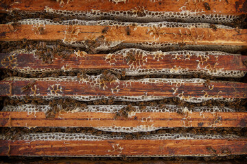 Interior of the beehive with its combs where bees store honey.