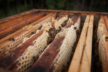 Interior of the beehive with its combs where bees store honey.