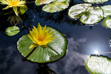 Yellow Flower On Green Lily Pad Naples Botanical garden