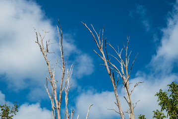 Cypress Trees shooting Towards The Sky Naples Botanical Garden