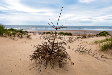 Tannenbaum am Standstrand