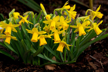 Daffodils