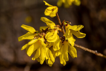 Forsythia