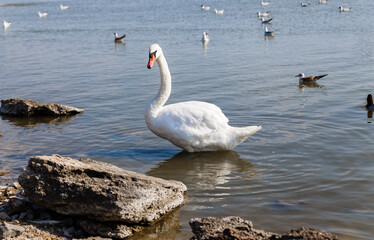 Beautiful white swans floating on the water. Sunset with white swans.