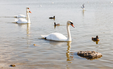 Beautiful white swans floating on the water. Sunset with white swans.