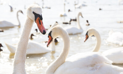 Beautiful white swans floating on the water. Sunset with white swans.