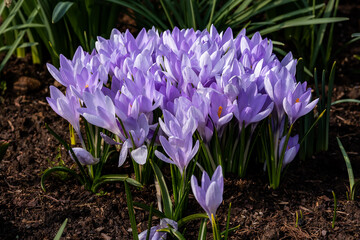 purple crocus flowers