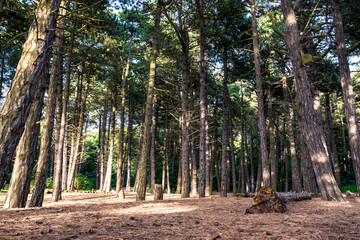  Nadelwald an der englischen Küste