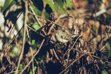 Jungle Bird Perched on a Branch