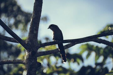 Solitary Sentinel: Squirrel Cuckoo