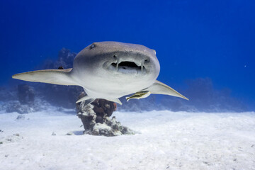Caribbean Nurse shark swiming in the ocean reef