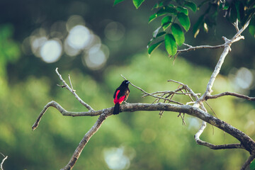 Vibrant Tanager Bird on Branch