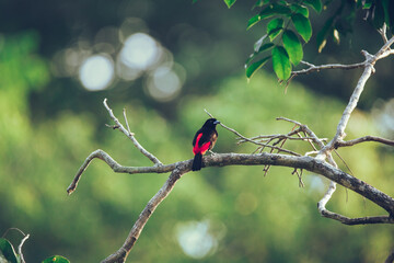 Vibrant Tanager Bird on Branch