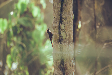 Tropical Treecreeper