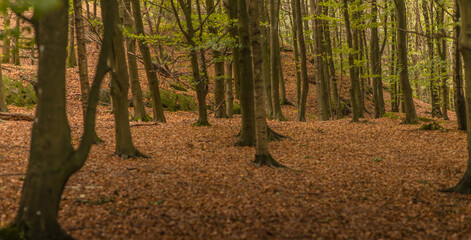 Forest floor filled with brown leaves.
