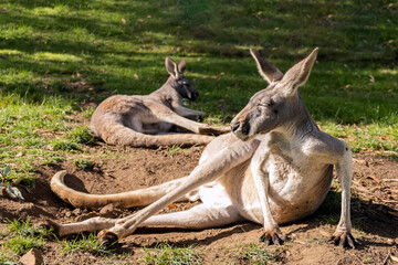 Close-up of two resting kangaroos laying on green grass in the park on a sunny day © Marina Popova